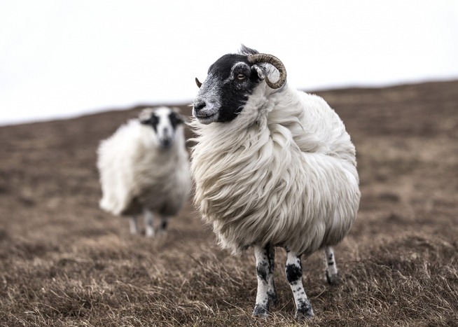 – Fotografie von Schafen auf einem Feld in Beigetönen