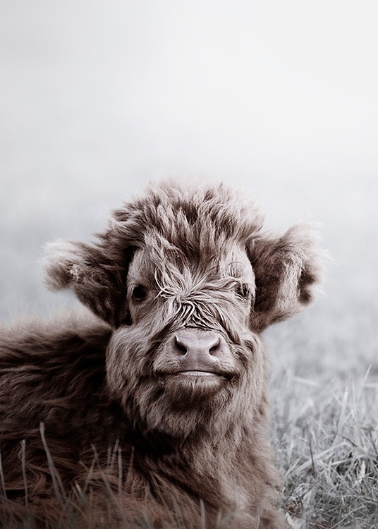Highland Cattle Calf Poster / Tiere bei Desenio AB (11549)