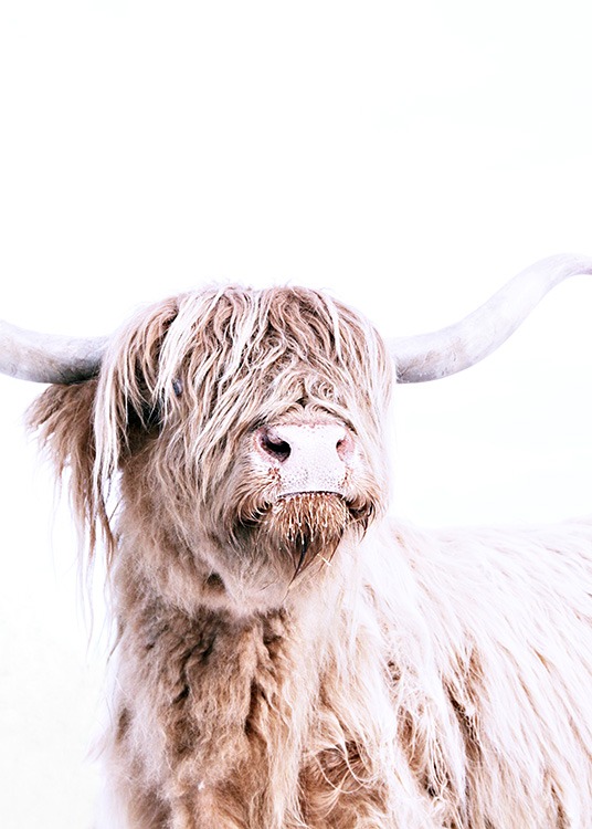 Highland Cattle Portrait Poster / Tiere bei Desenio AB (11550)
