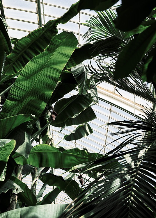 – Poster von grünen Pflanzen in einem Gewächshaus, fotografiert von unten.