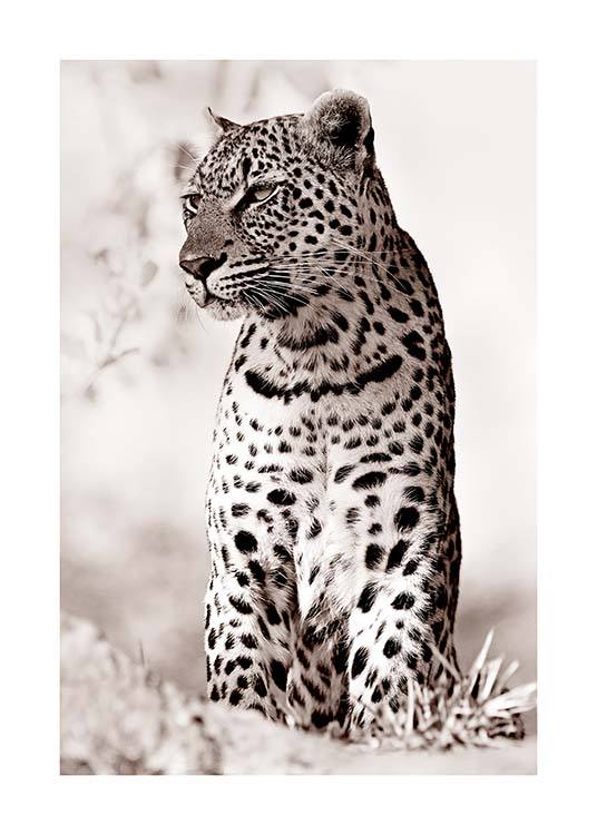Leopard in the Wild Poster / Fotografien bei Desenio AB (11622)