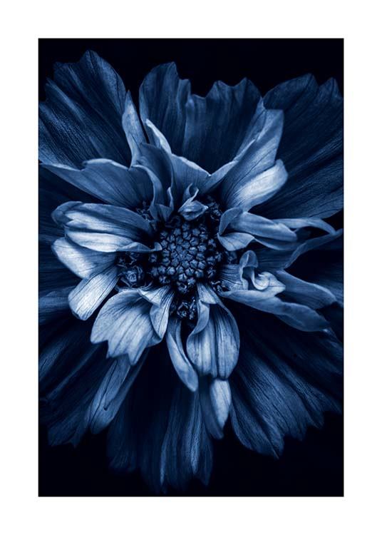 Blue Anemone Poster / Fotografien bei Desenio AB (11663)