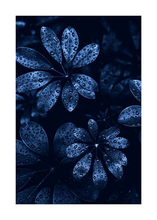Raindrops on Leaves Poster / Fotografien bei Desenio AB (11664)