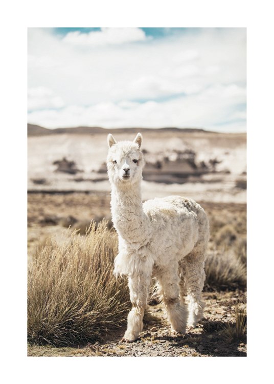 Curious Alpaca Poster / Fotografien bei Desenio AB (11670)