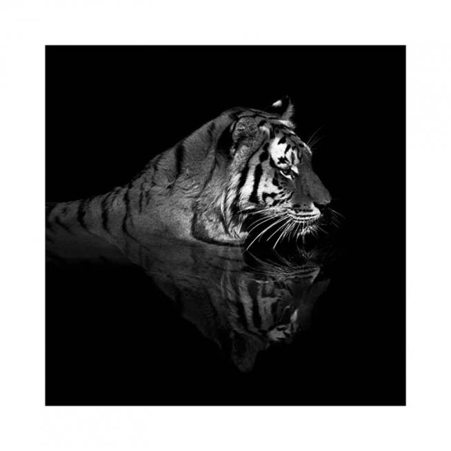 Tiger in Water Poster / Fotografien bei Desenio AB (11688)