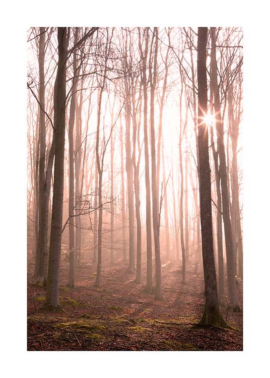 Forest in Fog Poster / Naturmotive bei Desenio AB (11713)