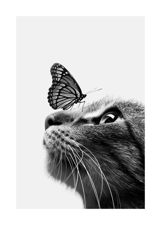 –Schwarz–weißes Poster eines Schmetterlings, der auf einer Katze sitzt.