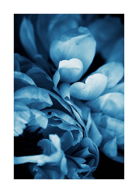 Blue Peony No3 Poster / Fotografien bei Desenio AB (11780)