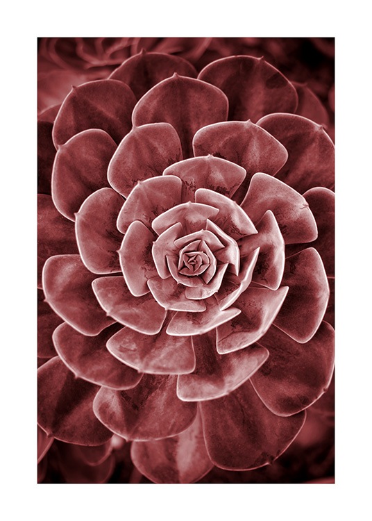 Red Succulent No2 Poster / Fotografien bei Desenio AB (11789)