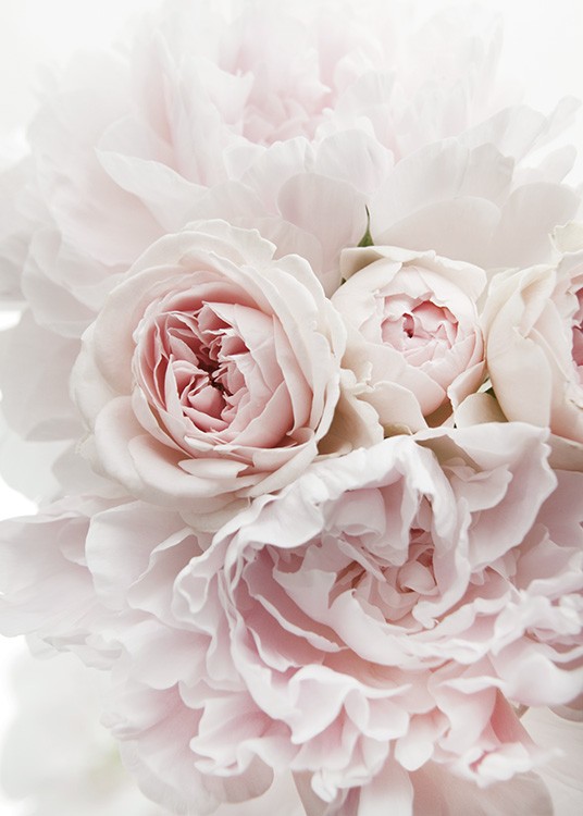  – Fotografie von Pfingstrosen und Rosen in hellem Rosa