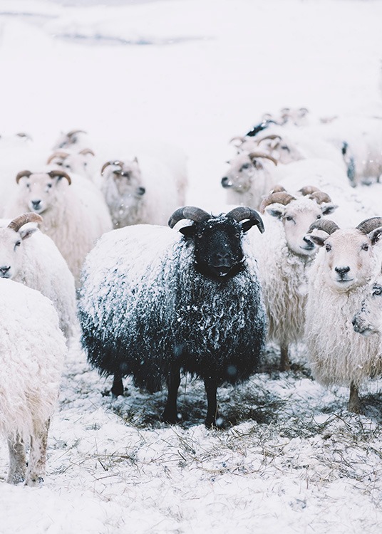 –Poster eines schwarzen Schafes inmitten von weißen Schafen.
