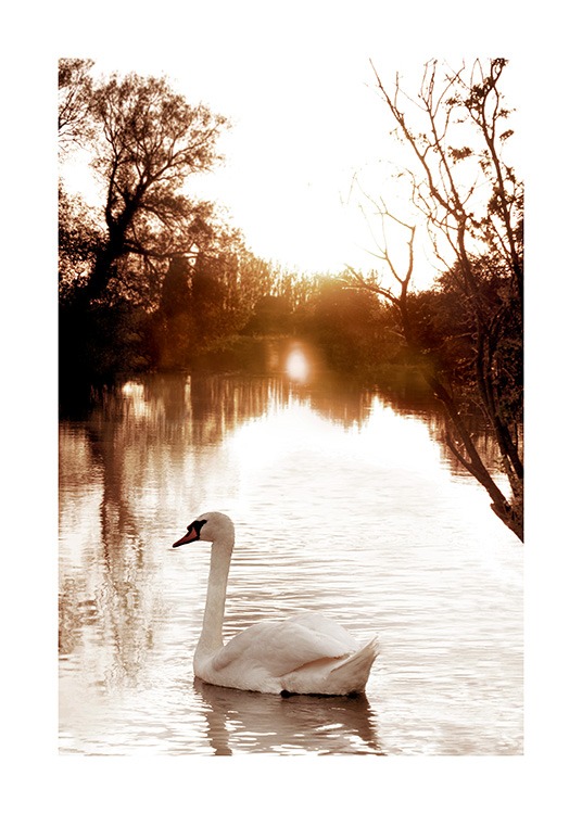Swan on River Poster / Fotografien bei Desenio AB (11852)