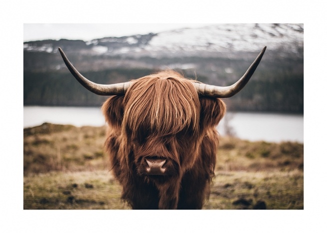 Scottish Highland Cattle Poster / Tiere bei Desenio AB (11853)