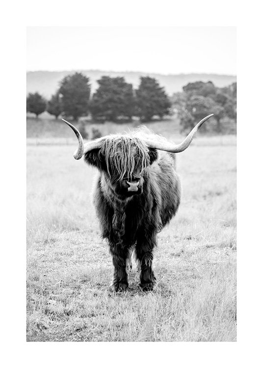 Highland Cattle B&W Poster / Tiere bei Desenio AB (11854)