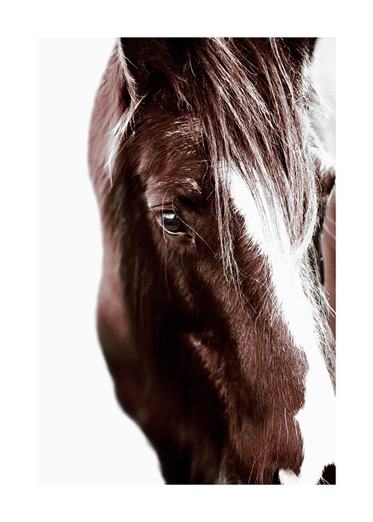 Horse with Blaze Poster / Fotografien bei Desenio AB (11863)