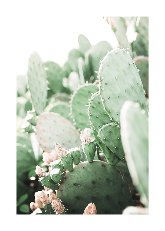 Prickly Pear Cactus Poster / Fotografien bei Desenio AB (11892)
