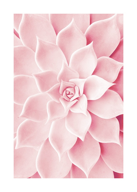 Pink Succulent Poster / Fotografien bei Desenio AB (12021)