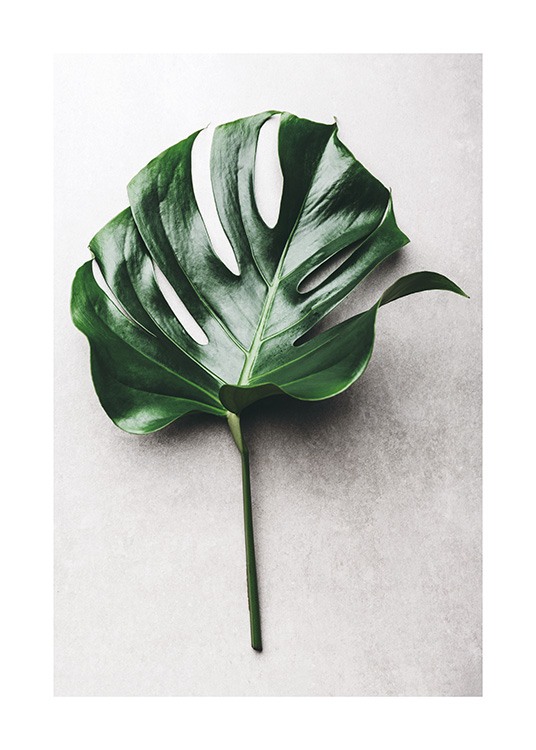 Green Monstera Leaf No1 Poster / Fotografien bei Desenio AB (12050)