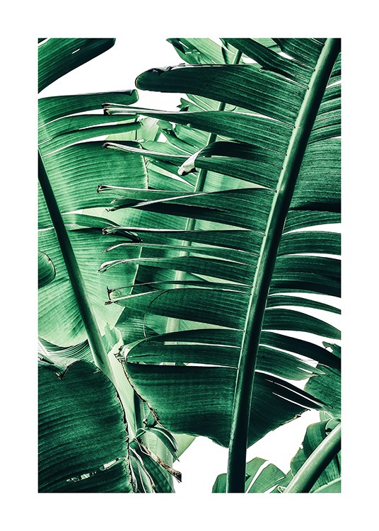 Banana Palm Leaves No1 Poster / Fotografien bei Desenio AB (12052)