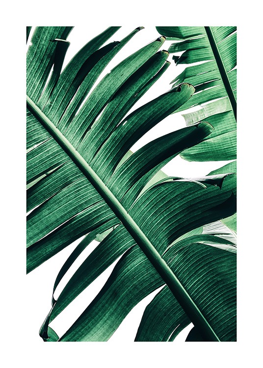Banana Palm Leaves No2 Poster / Fotografien bei Desenio AB (12053)