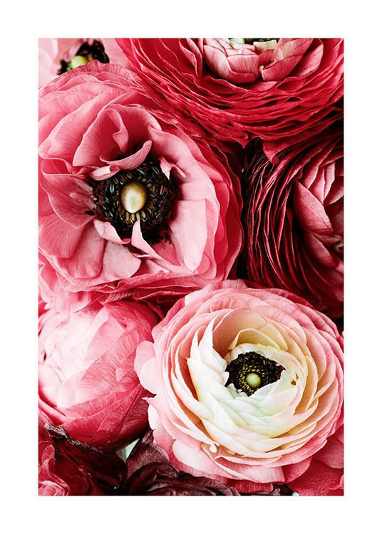 Bouquet of Pink Ranunculus Poster / Fotografien bei Desenio AB (12108)