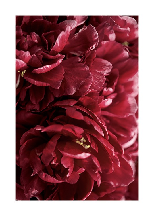 Burgundy Roses Poster / Fotografien bei Desenio AB (12109)