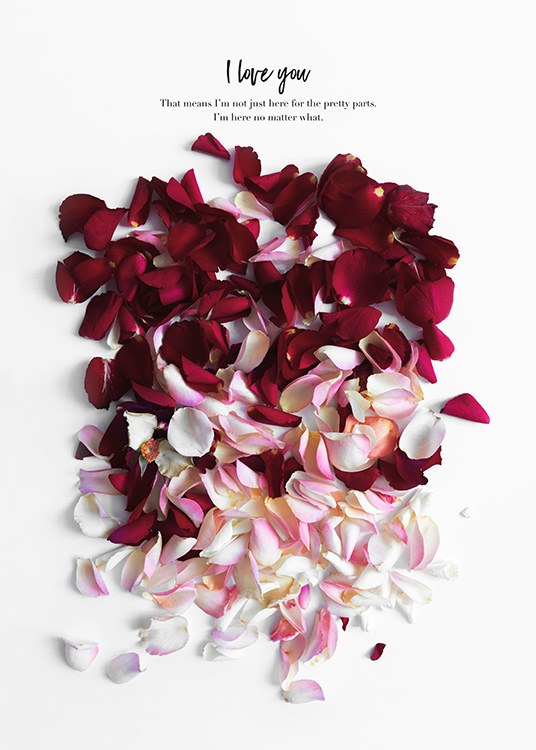 Rose Petals Poster / Kunstdrucke bei Desenio AB (12144)