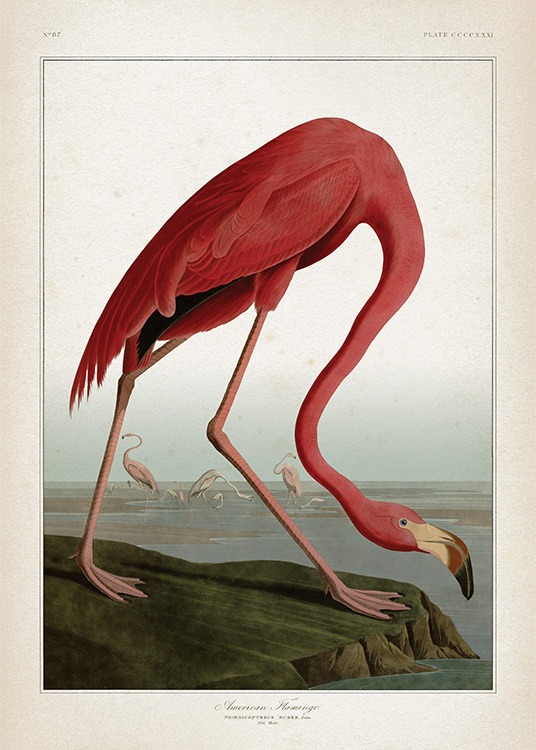 American Flamingo Poster / Vintage bei Desenio AB (12170)