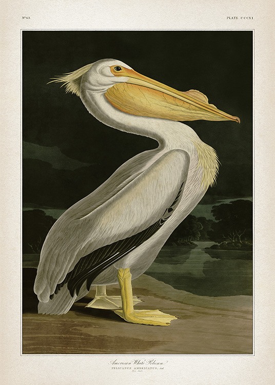 American White Pelican Poster / Vintage bei Desenio AB (12171)