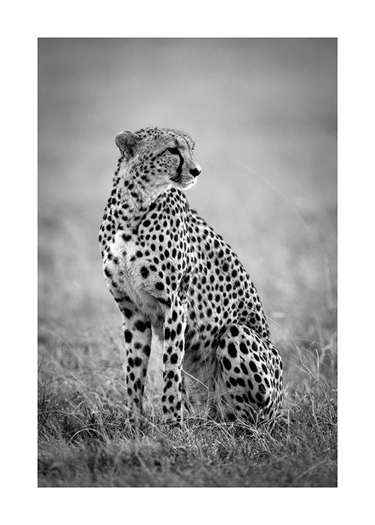 Cheetah B&W Poster / Tiere bei Desenio AB (12302)