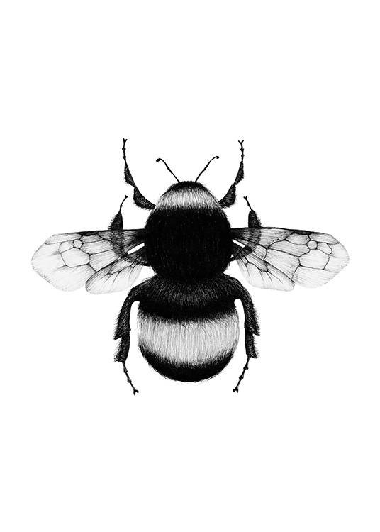 Bumblebee Drawing Poster / Schwarz-Weiß bei Desenio AB (12309)