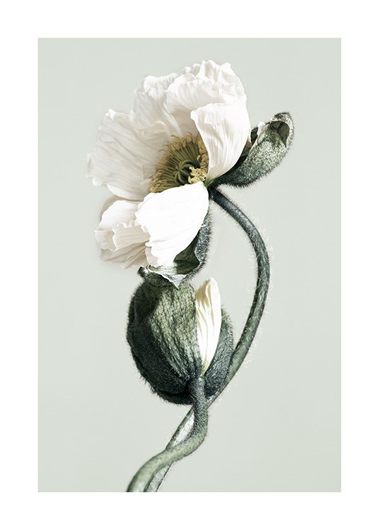 Blooming White Poppies Poster / Fotografien bei Desenio AB (12321)