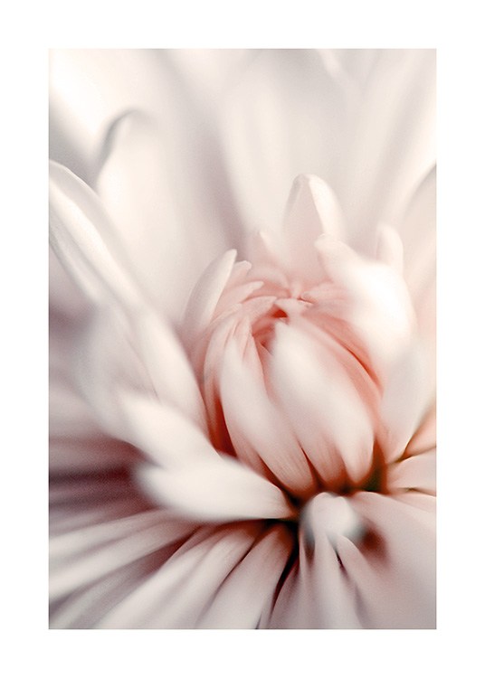 Pink Dahlia Close up Poster / Botanik bei Desenio AB (12330)