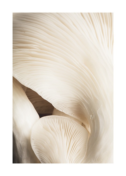 Beige Mushrooms Poster / Fotografien bei Desenio AB (12397)