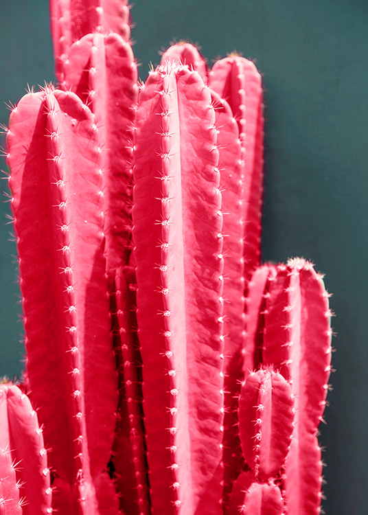 Hot Pink Cactus Poster / Fotografien bei Desenio AB (12418)