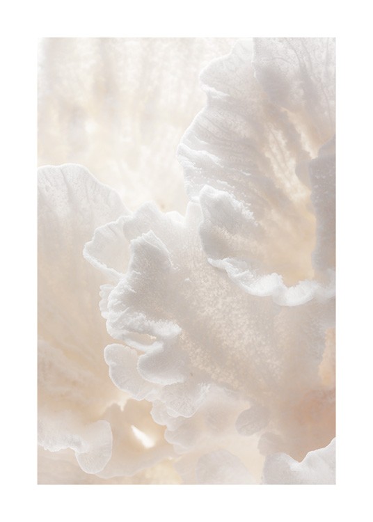 Delicate Coral Poster / Naturmotive bei Desenio AB (12431)