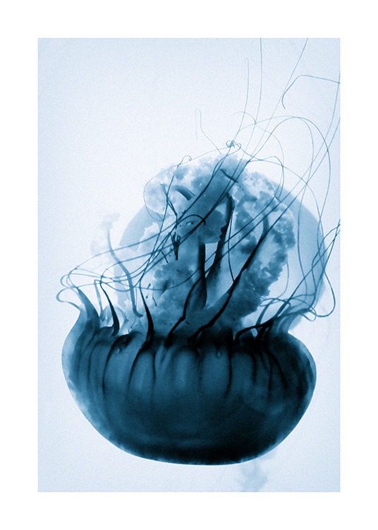 Floating Blue Jellyfish Poster / Fotografien bei Desenio AB (12434)