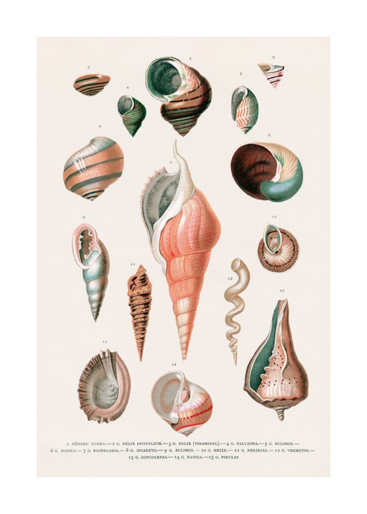 Vintage Seashells No2 Poster / Vintage bei Desenio AB (12436)