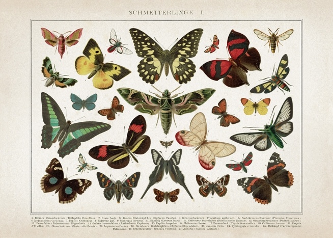 Vintage Butterflies No1 Poster / Vintage bei Desenio AB (12553)