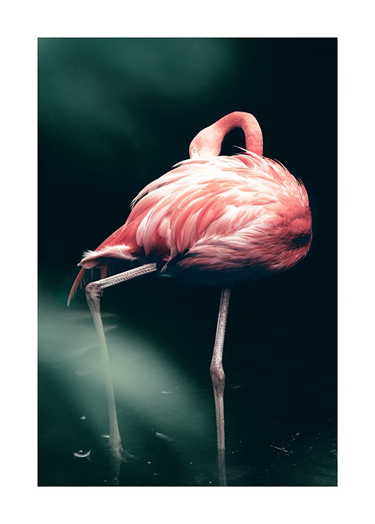 Wild Flamingo Poster / Fotografien bei Desenio AB (12566)