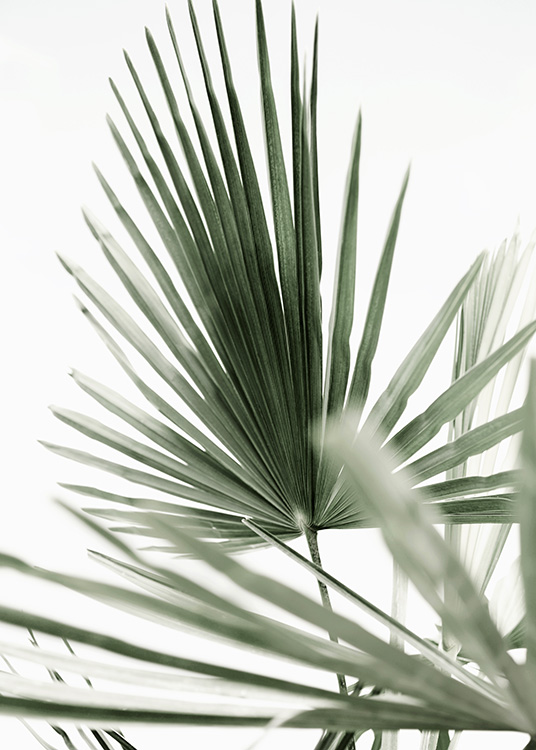 Tropic Palm Poster / Fotografien bei Desenio AB (12568)