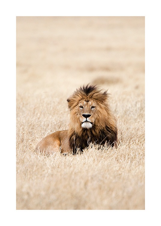 Lion King Poster / Fotografien bei Desenio AB (12573)