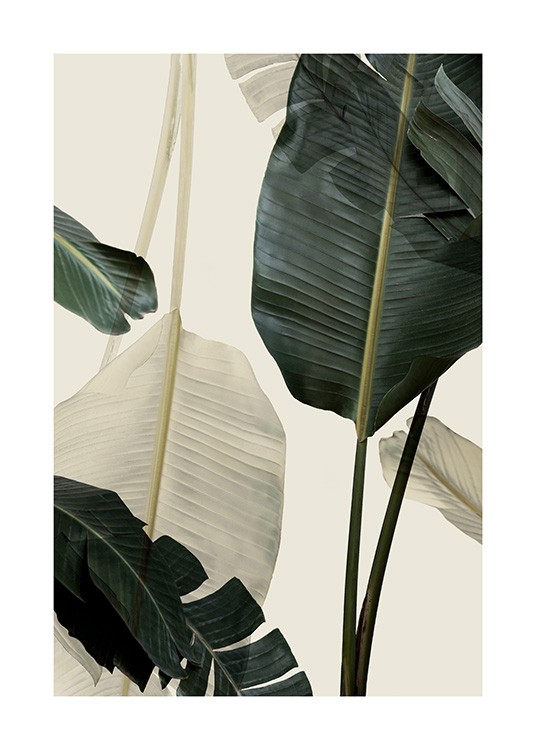 Banana Leaf Shades No1 Poster / Fotografien bei Desenio AB (12585)