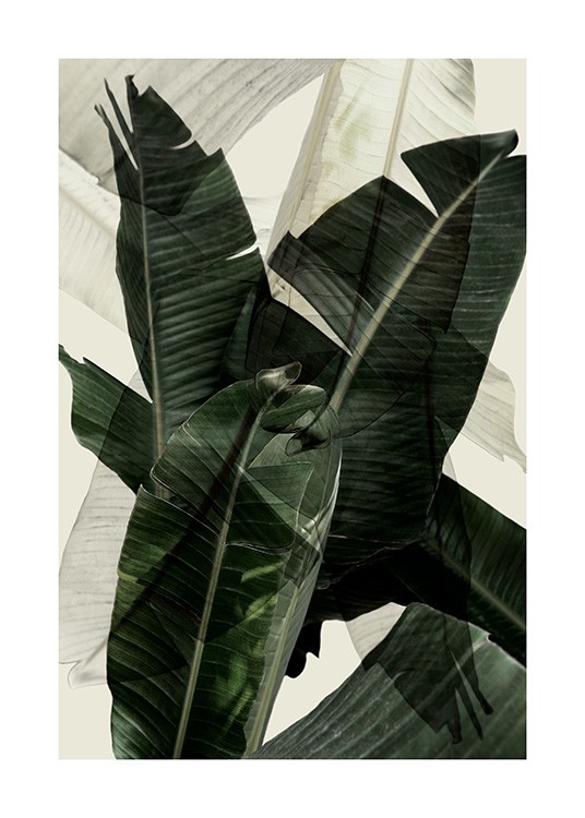 Banana Leaf Shades No2 Poster / Fotografien bei Desenio AB (12586)