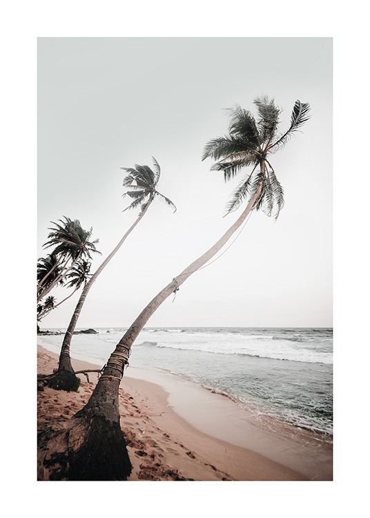  – Fotografie, die eine Reihe von Palmen am Strand zeigt, im Hintergrund das Meer