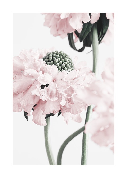 Vibrant Flower Poster / Fotografien bei Desenio AB (12658)
