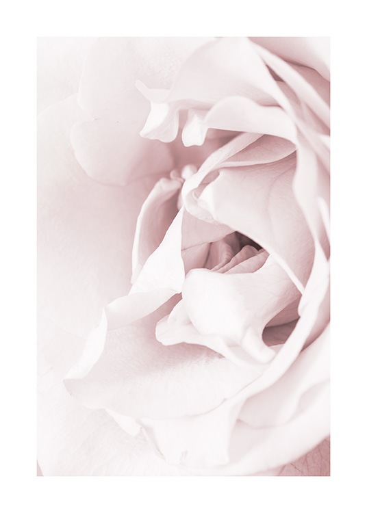 Blossoming rose Poster / Fotografien bei Desenio AB (12659)