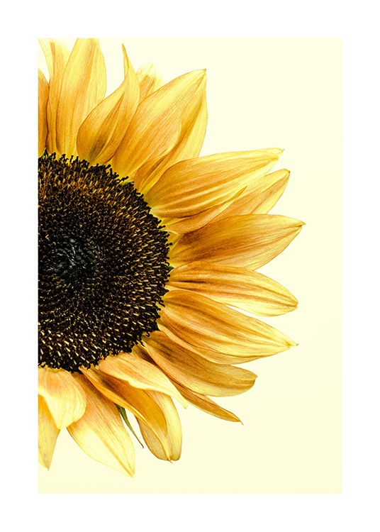 Sunflower Poster / Fotografien bei Desenio AB (12864)