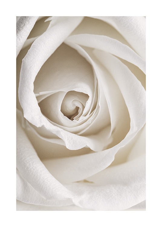 Botanik-Foto: Romantische weiße Rose als Nahaufnahme 