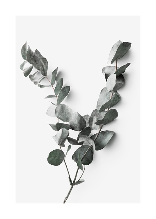 Fotografie eines Eukalyptus-Zweigs mit hellgrauem Hintergrund